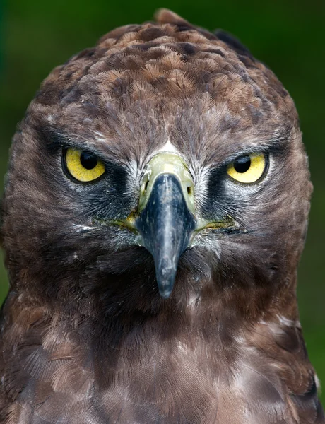 Close-up photo of a Martial Eagle. — Stock Photo, Image