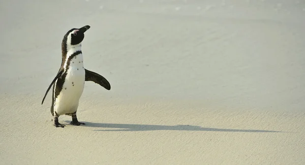 アフリカ ペンギンの散歩 — ストック写真