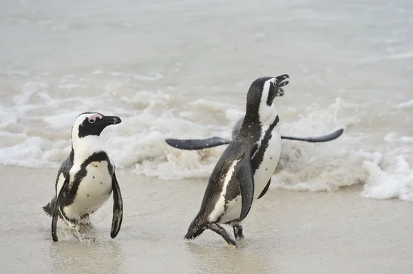 African penguins (spheniscus demersus) — Stock Photo, Image
