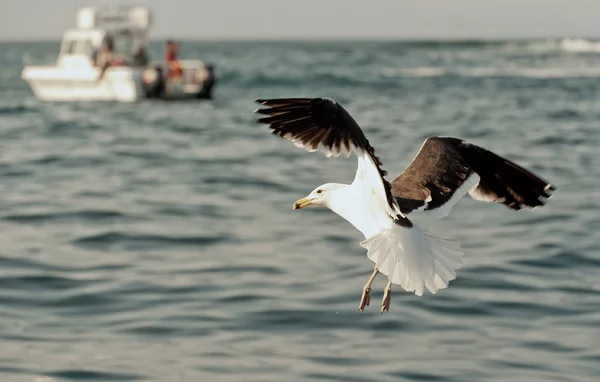 Latania Seagull z bliska — Zdjęcie stockowe