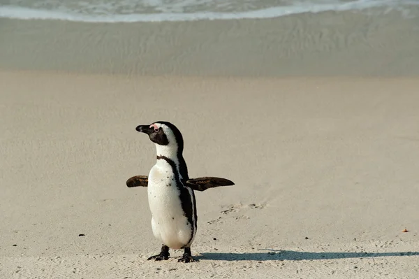 Walking afrikanska penguin — Stockfoto