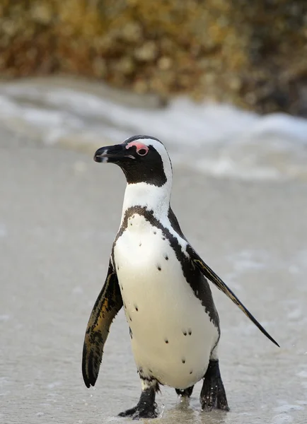 Pinguim africano ambulante — Fotografia de Stock