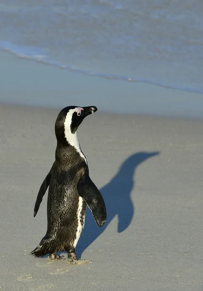 Zwiedzanie Pingwin przylądkowy — Zdjęcie stockowe