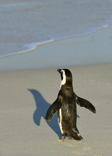 Pingüino africano andante — Foto de Stock