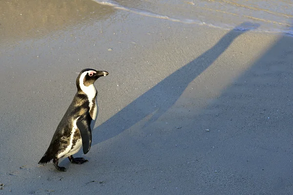 Pingüino africano andante — Foto de Stock