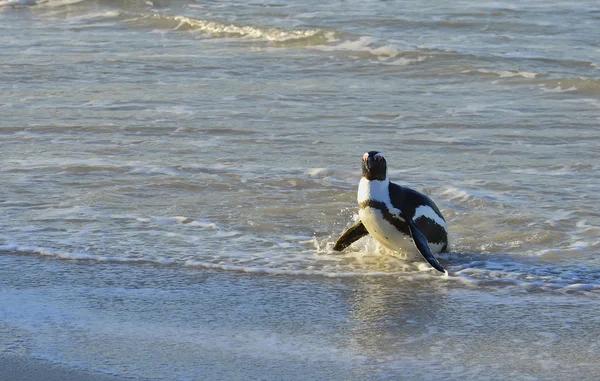 Séta a Pápaszemes pingvin — Stock Fotó
