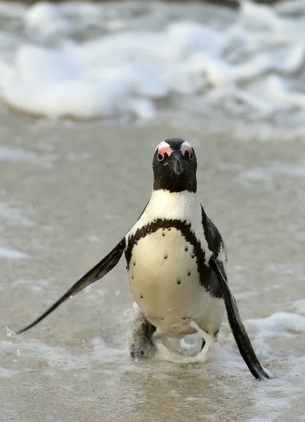 Pinguino africano che cammina — Foto Stock
