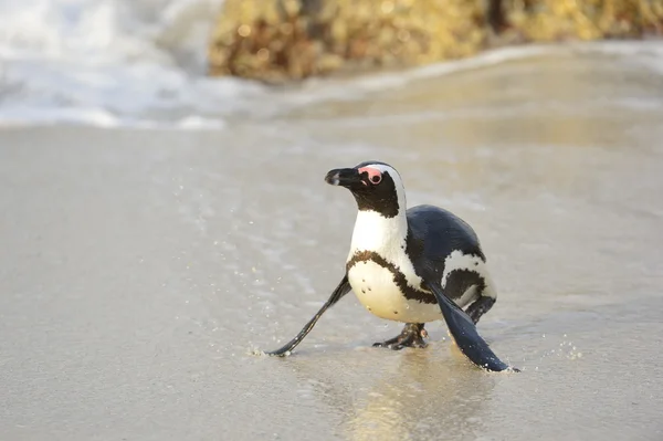 Walking African penguin — Stock Photo, Image