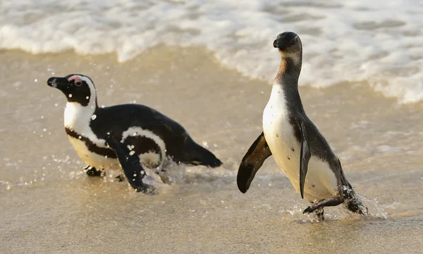 Африканський пінгвіни (піднімаючі Demersus) — стокове фото
