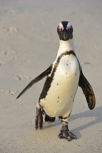 Zwiedzanie Pingwin przylądkowy — Zdjęcie stockowe