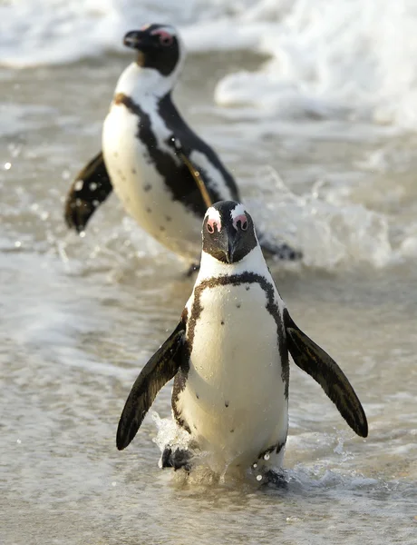 Pingüinos africanos (spheniscus demersus ) —  Fotos de Stock