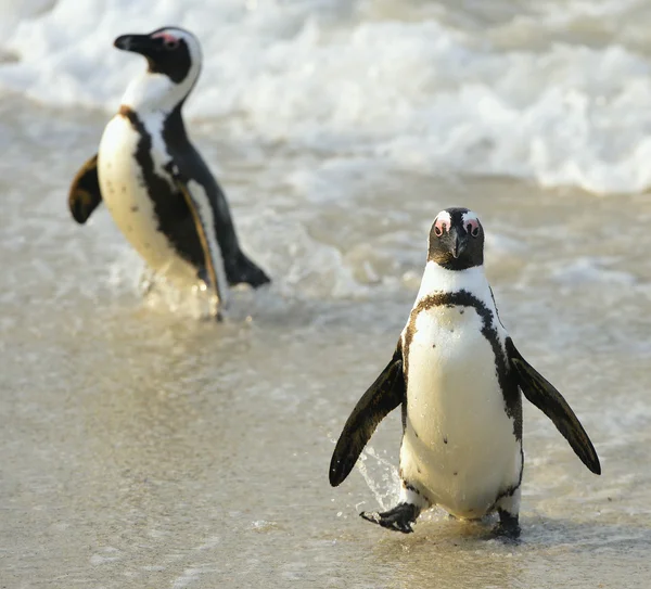 Pingüinos africanos (spheniscus demersus ) — Foto de Stock