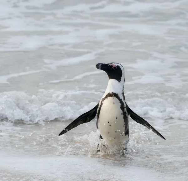 Гуляющий африканский пингвин — стоковое фото