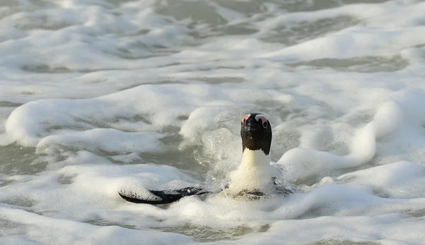 Afrika penguen yürüyüş — Stok fotoğraf