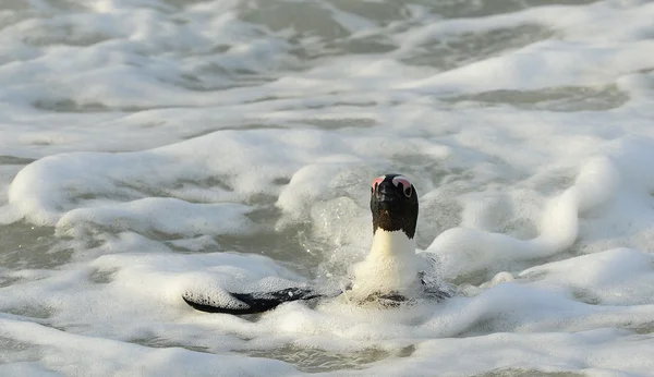 Pingüino africano andante — Foto de Stock