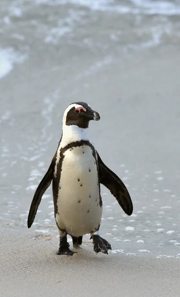 Chodící tučňák brýlový — Stock fotografie