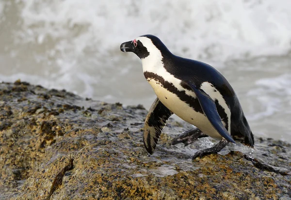 Pingüino africano andante — Foto de Stock