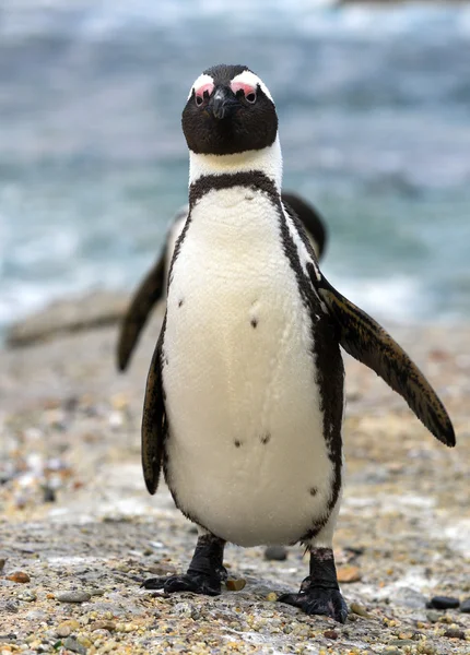 アフリカ ペンギンの散歩 — ストック写真