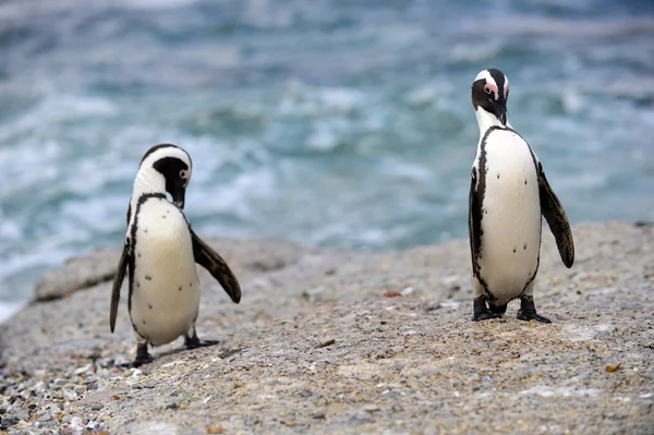 African penguins (spheniscus demersus) — Stock Photo, Image