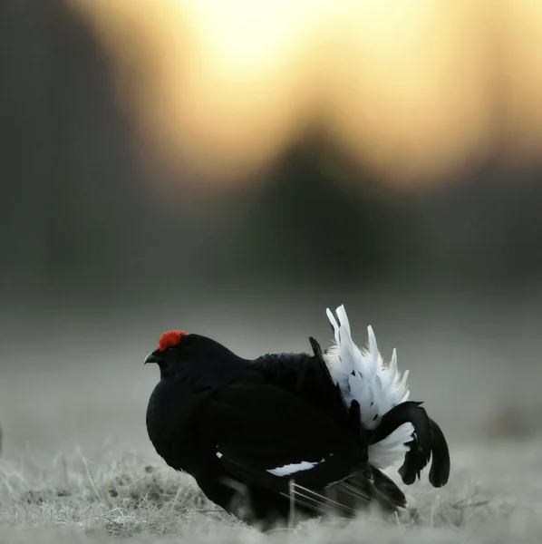 Ritratto di gallo cedrone nero (Tetrao tetrix ). — Foto Stock