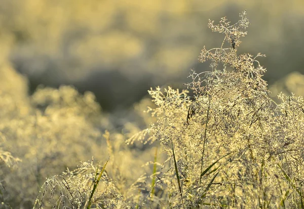 Plantas en bosque profundo — Foto de Stock