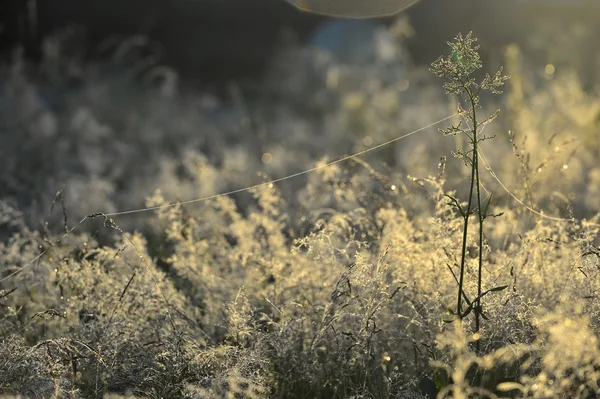 Plantes en forêt profonde — Photo