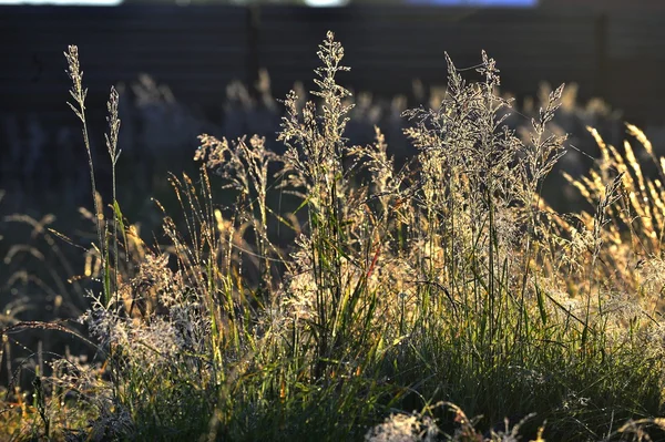 Plantes en forêt profonde — Photo