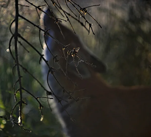 Silhouet van een vos — Stockfoto