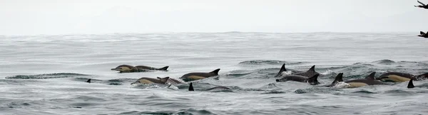 Dauphins, nager dans l'océan — Photo