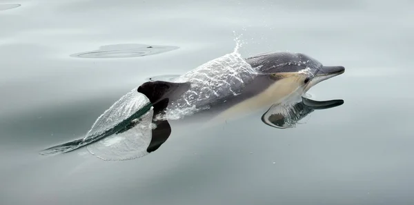 Delfin, kąpiel w Oceanie — Zdjęcie stockowe