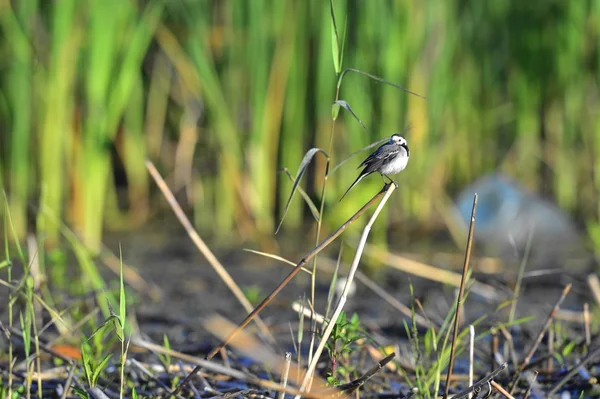 Cauda branca (Motacilla alba) — Fotografia de Stock