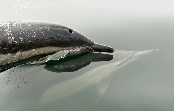 Дельфины, купающиеся в океане — стоковое фото