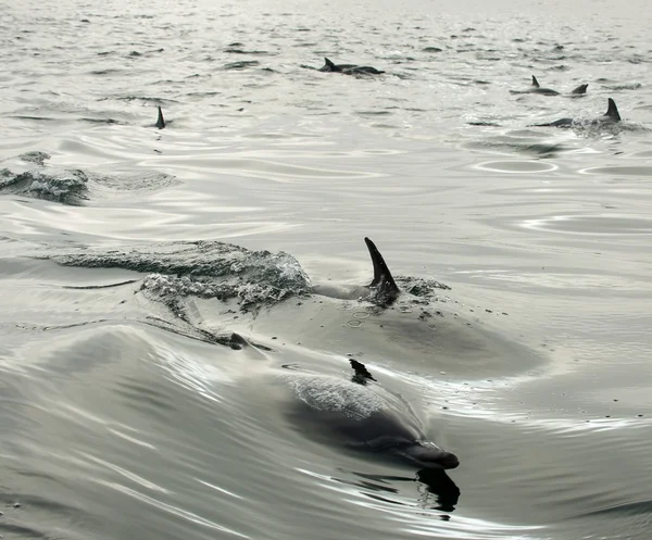 Delfiner, simning i havet — Stockfoto