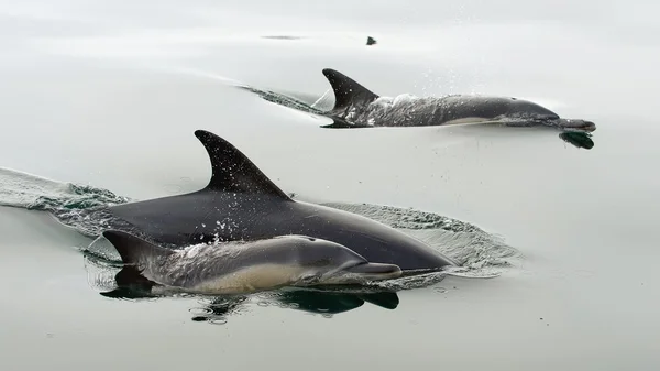 Golfinhos, nadando no oceano — Fotografia de Stock