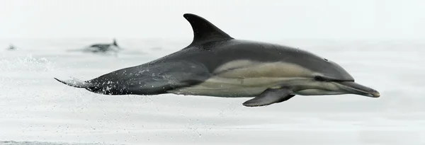 Delphin schwimmt im Ozean — Stockfoto