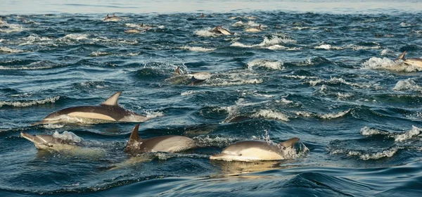 Grupo de delfines, nadando en el océano — Foto de Stock