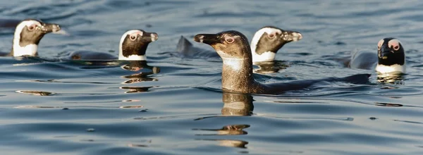 De afrikanska pingvinerna (Spheniscus demersus) — Stockfoto