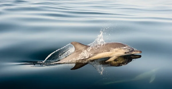 돌고래, 바다에서 수영 — 스톡 사진