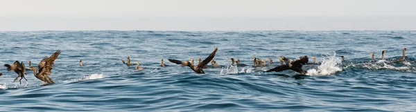 Os corvos-marinhos da capa — Fotografia de Stock