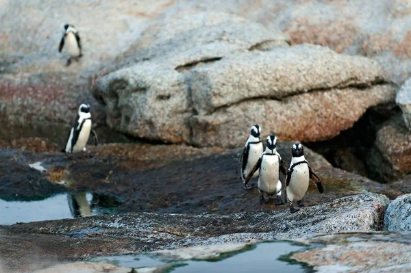Pinguins africanos (spheniscus demersus ) — Fotografia de Stock