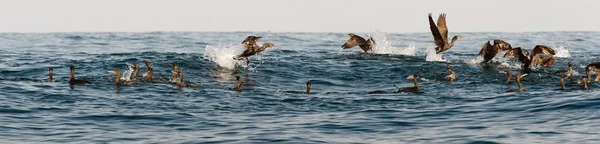 Os corvos-marinhos da capa — Fotografia de Stock