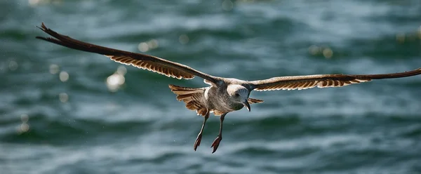 Letící Racek (Larus dominicanus) — Stock fotografie