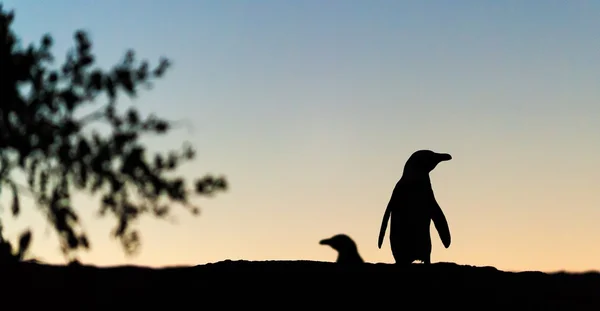 African penguins in twilights. Sunset sky. — Stock Photo, Image