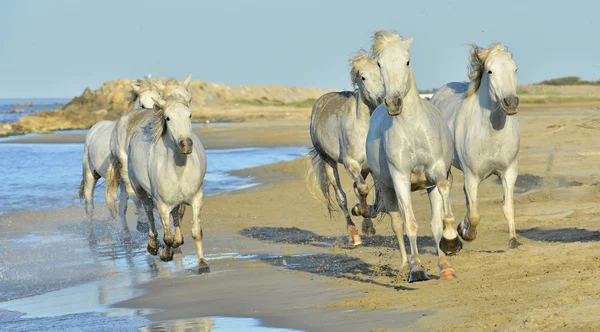 Бегущие белые лошади — стоковое фото
