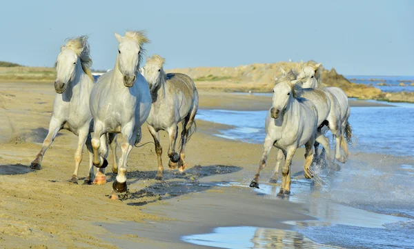 Correre Cavalli bianchi — Foto Stock