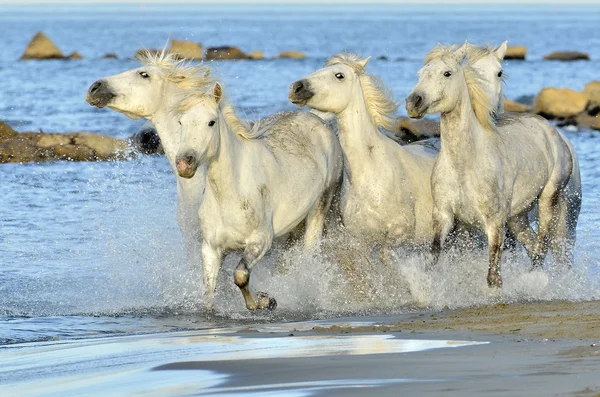 Lopende witte paarden — Stockfoto