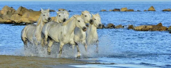 Corrida de cavalos brancos — Fotografia de Stock