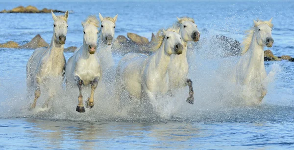 Çalışan beyaz at — Stok fotoğraf