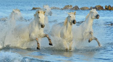 Running White horses clipart