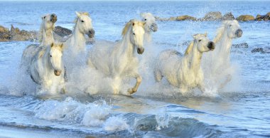 Running White horses clipart